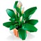 LEGO Botanical Peace Lily (11504) - фото 101625