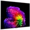 LG OLED55G6RLA.ARU (2026) 55" - фото 108439