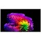 LG OLED65G6RLA.ARU (2026) 65" - фото 108486